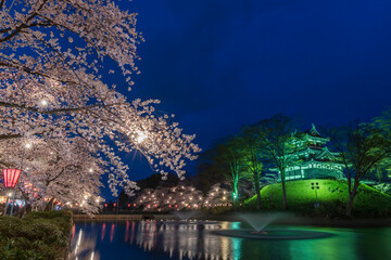 上越市 高田公園の夜桜