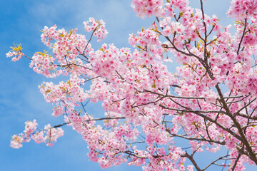 青空を背景にカワズザクラのクローズアップ