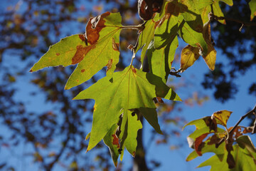 Close view of branches and leaves of a maple tree in autumn colors with blue sky behind