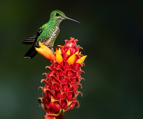 Green-Crowned Brilliant hummingbird. 