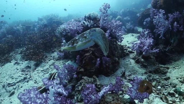 Cuttlefish backs away over soft corals slowly changing color to white.