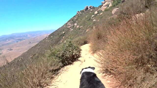 Dog on a hike in the mountains