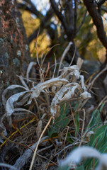 Ghostly Leaves Making Way for New Growth