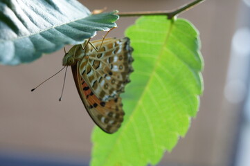 蝶：ツマグロヒョウモン
