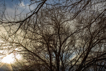 Obraz na płótnie Canvas Bright Sun Behind Clouds and Trees