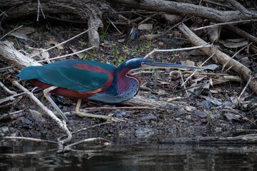 Agami Heron on the hunt along the river's edge.  Amazonas, Brazil.