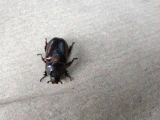 beetle on a white background