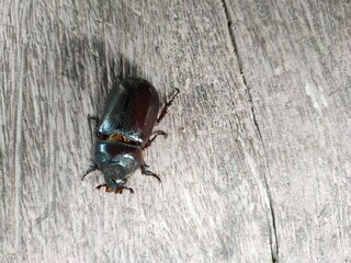 bug on wood