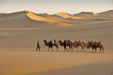 A man leads Bactrian camels through undulating sand dunes of the Gobi Desert near Ejina Qi, Inner...