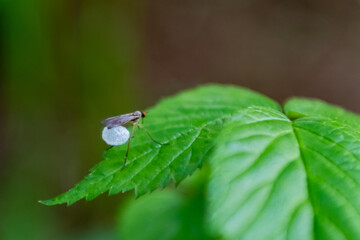 Tiny Egg Sac Carried by Flying Insect