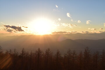 In the flash forest before sunset