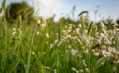 Beautiful colorful meadow, close up, shallow depth of field. Summer landscape, green grass in the field with sunbeams, selective focus.