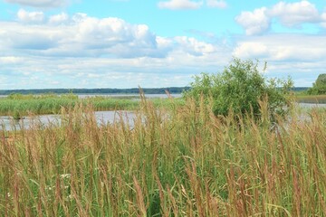 Summer landscape by the sea with green meadow grass, beautiful cloudy skies and green vegetation on the horizon.