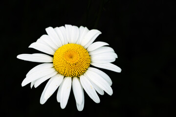 Fototapeta premium daisy isolated on black