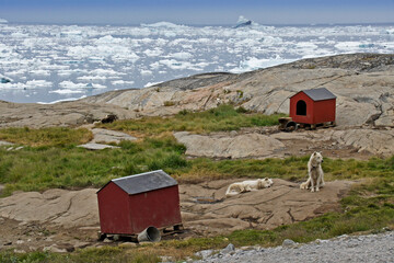 Sled dogs chained on the rocky shoreline of iceberg-choked Disko Bay, Ilulissat, West Greenland