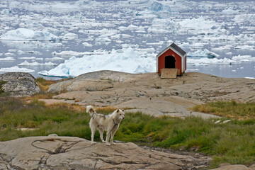 Sled dog chained on the rocky shoreline of iceberg-choked Disko Bay, Ilulissat, West Greenland