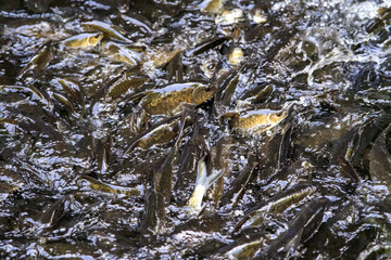 Kelah Fish at Kenyir Lake Kelah Sanctuary near Hulu Terengganu, Malaysia.