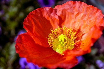 Red and yellow poppy, center detail