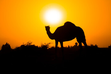 Fototapeta na wymiar camel