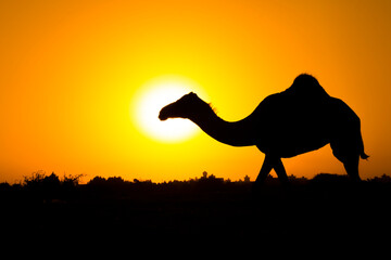 Fototapeta na wymiar Camel