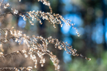 Wildflower branches in a forest with blue sky bokeh background ~WINTERED~