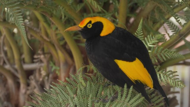 Regent Bowerbird Perching On A Tree In O'Reilly's Rainforest Retreat - Gold Coast, QLD - close up