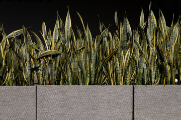 snake plant or sasevieria in flowerpot on the balcony