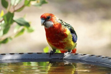 Eastern Rosella (Platycercus eximius) at bird bath, South Australia