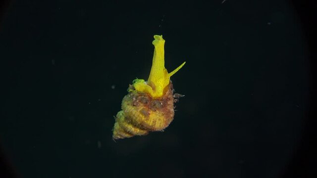 Close up shot of golden wentletrap sea snail at night hanging suspended in open water
