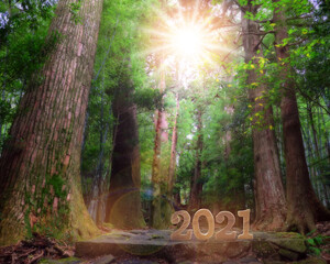 New year 2021 on pathway in the forest with sunlight. Happiness vacation concept and relaxation work life balance idea