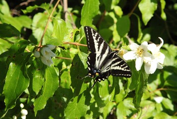 Pale Swallowtail (Papilio eurymedon) on Mock Orange / Syringa (Philadelphus lewisii) white wildflower in Idaho