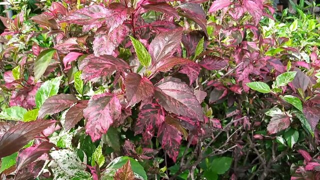 multicolor Coleus atropurpureus orPlectranthus scutellarioides leaves swaying in the wind breeze