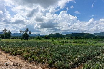 Fototapeta na wymiar Large pineapple fields on a clear summer day.