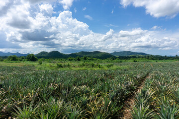 The walkway into the pineapple orchard to trim the leaves.