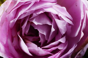Obraz premium 青色の薔薇の花のクローズアップ