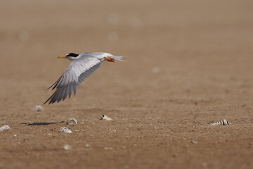little tern