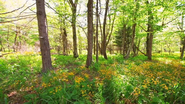 Point of view pov walking side view of yellow golden ragwort wildflowers in Story of the Forest nature hiking trail in Shenandoah Blue Ridge appalachian mountains in Virginia