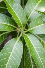 fresh green mango leaves in nature garden