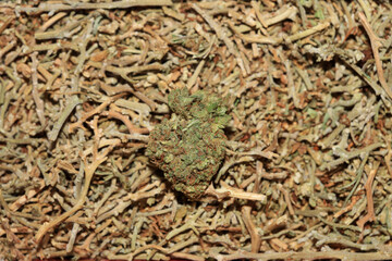 Marihuana medical super lemon haze in blurry macro modern background fifty megapixels
