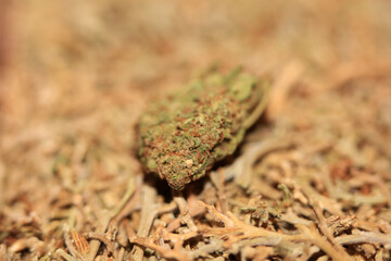 Marihuana medical super lemon haze in blurry macro modern background fifty megapixels