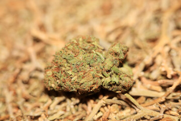 Marihuana medical super lemon haze in blurry macro modern background fifty megapixels