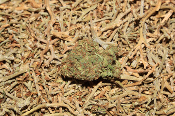 Marihuana medical super lemon haze in blurry macro modern background fifty megapixels