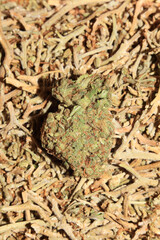 Marihuana medical super lemon haze in blurry macro modern background fifty megapixels