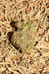 Marihuana medical super lemon haze in blurry macro modern background fifty megapixels