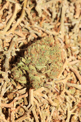 Marihuana medical super lemon haze in blurry macro modern background fifty megapixels