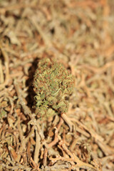 Marihuana medical super lemon haze in blurry macro modern background fifty megapixels