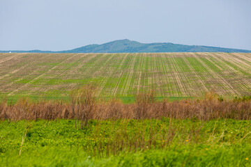 Russian agricultural field. Beautiful sown fields among the green hills in Russia.