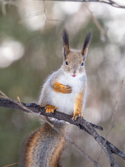 Naklejka na ściany i meble The squirrel with great tail sits on tree branches in the winter or autumn