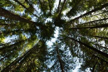 A skyward view towards towering pine trees with blue sky peeking through