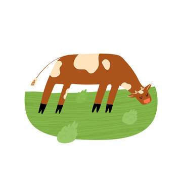 A cute cow on the field eats the grass. Idealistic picture of organic food production and farmer dairy. 